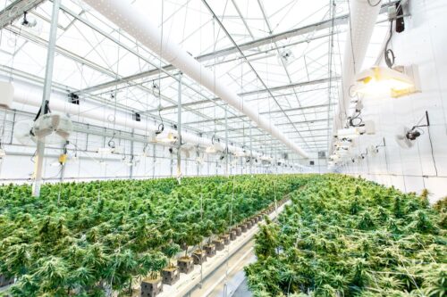 Organic farming: best modern practices